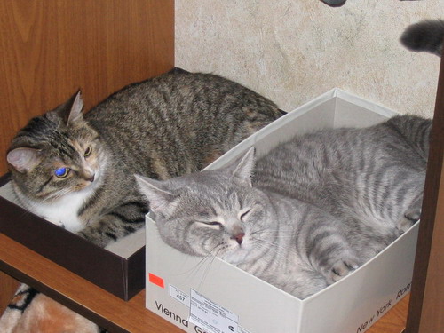 Кот и Кошка (в Коробках:) ) glarus