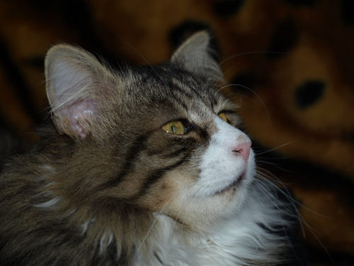 Тишенька - самый любимый на свете кот :) Коша-Лукоша