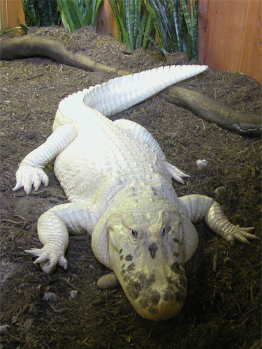 Крокодил. Белый. Проживает в зоопарке в Вест Палм Бич, Флорида, США.  СНАNEL