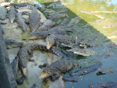 Крокодилы Annu.TOCHKA